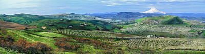 Cherry Orchard Panorama