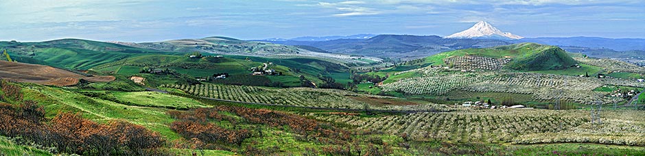 The Cherry Orchard Panorama