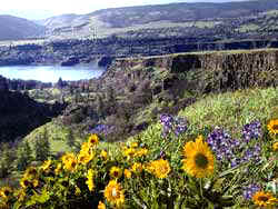 Tom McCall Preserve