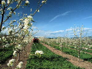 Pear Blossoms