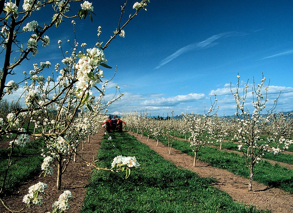 Pear Blossoms