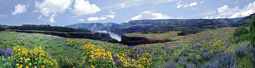 Balsam Root in the Columbia Gorge