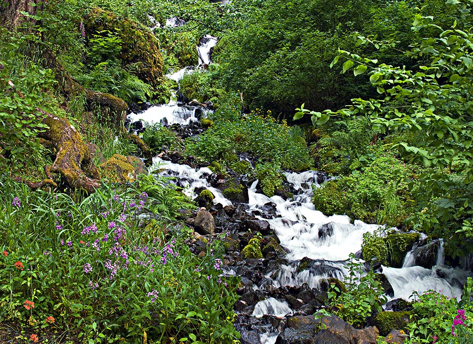 Trickles through the Pungent Woods