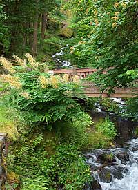 Wahkeena Falls Flowers