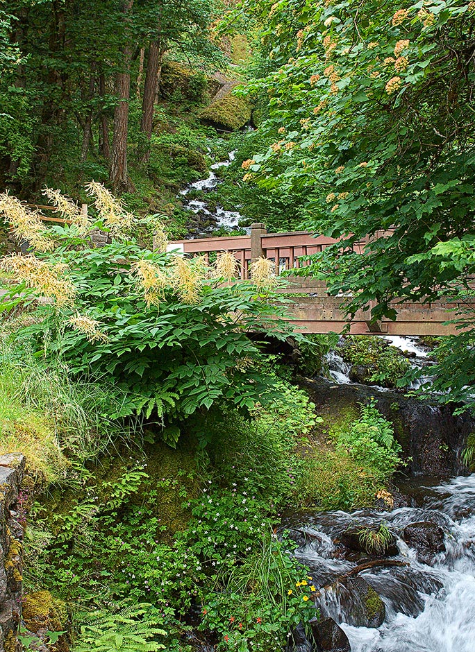 Wahkeena Falls Flowers