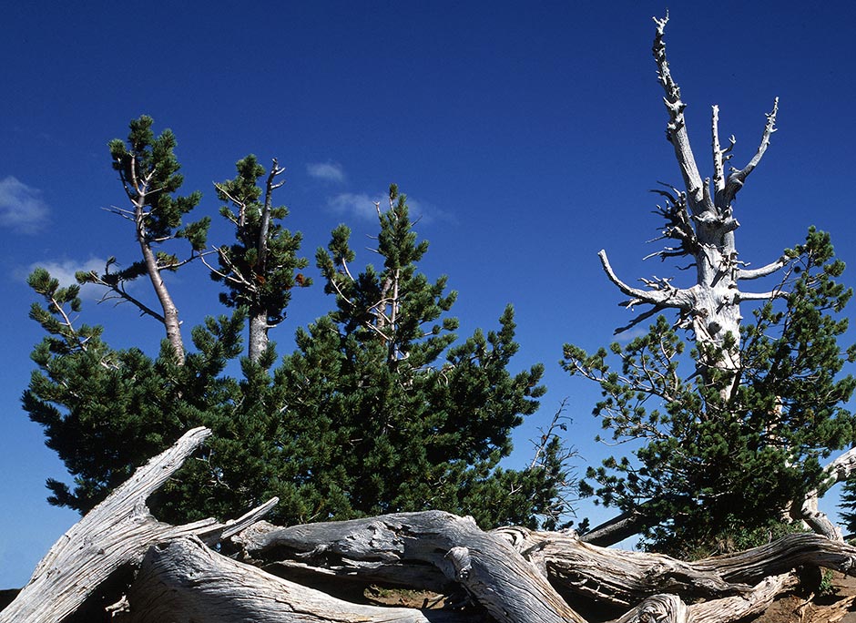 Bristlecone Pine (Pinus albicaulis)