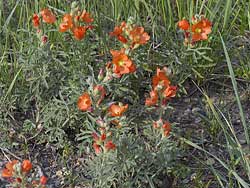 Crater Lake Flowers