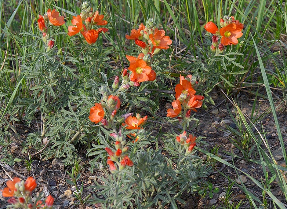 Crater Lake Flowers