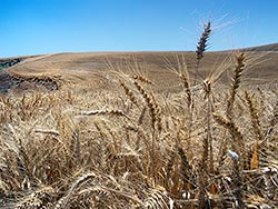 Wheat farm near Helix; Milton Freewater, Oregon