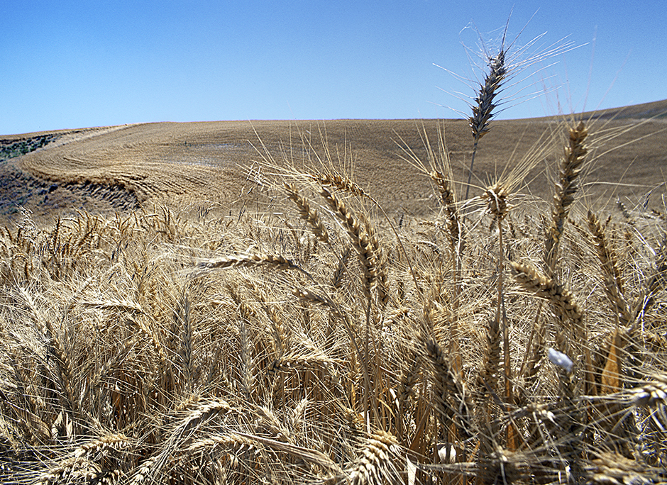 Wheat farm near Helix; Milton Freewater, Oregon