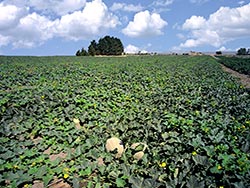 Cantaloupe Field in Hermiston, Oregon