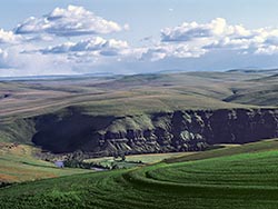 Grain Fields in Pendleton Oregon