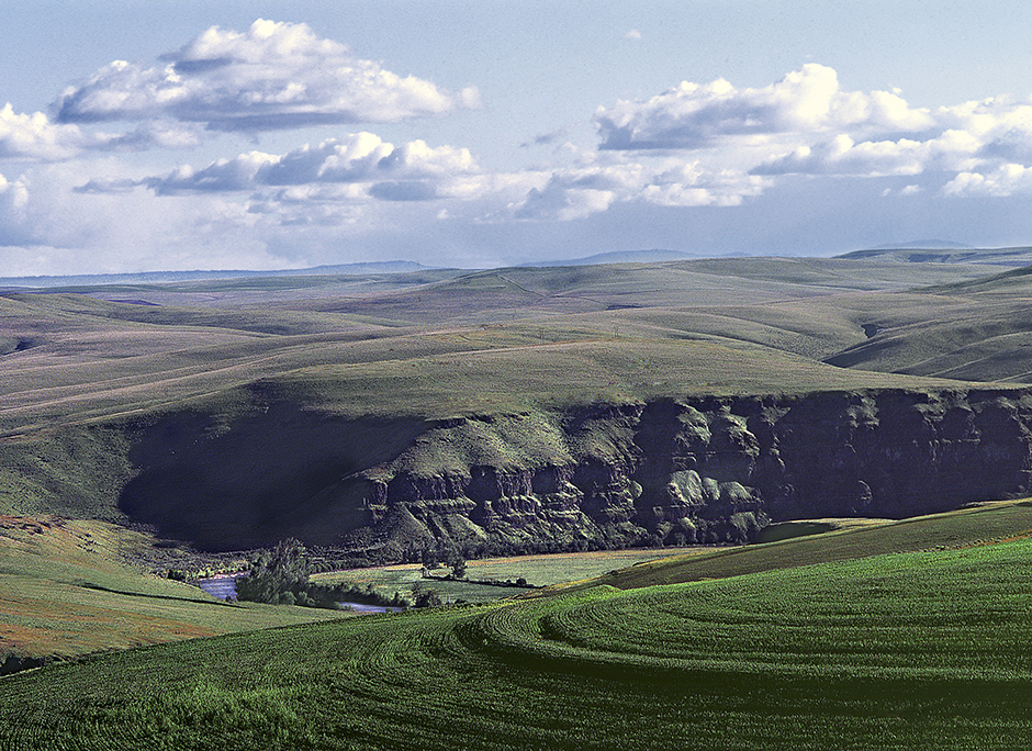 Grain Fields and hills near Pendleton Oregon