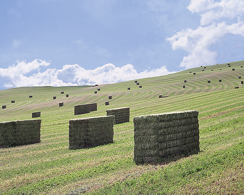 Large Alfalfa Field; farm crop, square hay bales