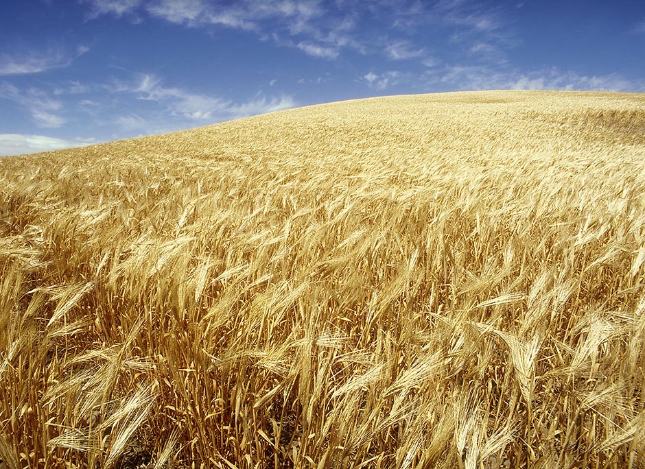 Summer: Barley Field