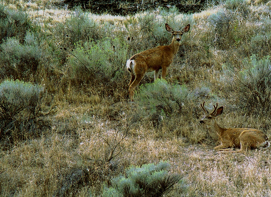 Mule Deer