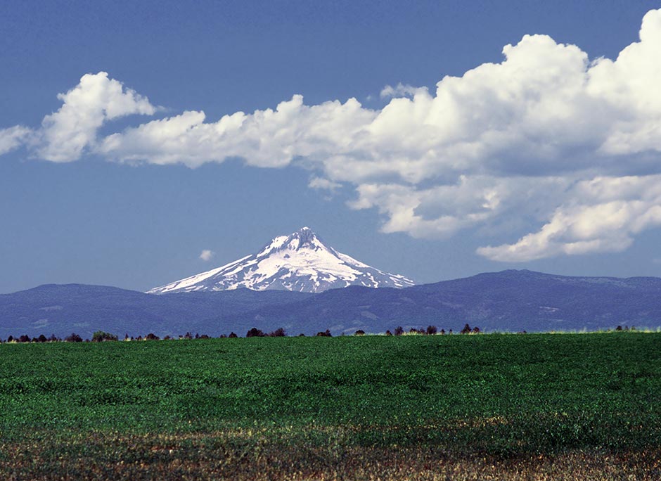 Spring: Juniper Flat