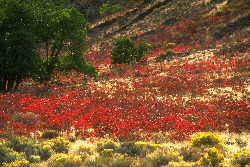 Fall: Tygh Ridge