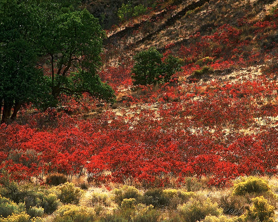 Fall: Tygh Ridge