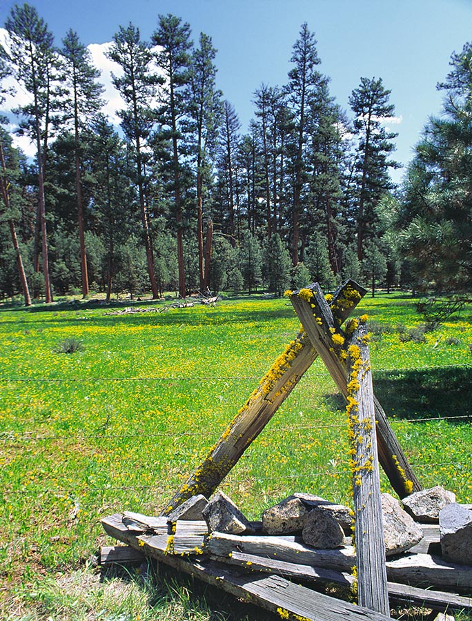 Eastern Oregon Malheur National Forest at Izee Junction; Ponderosa Pine + Lichen