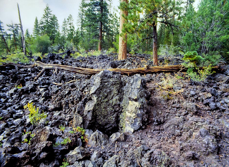 A picture of the Lava Cast Forest in the Newberry National Volcanic Monument