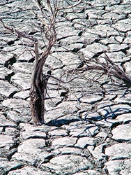 In 1988 the waters were receding and cracked mud was plentiful