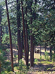 Very old baby deer still suckles mother-Deschuttes National Forest