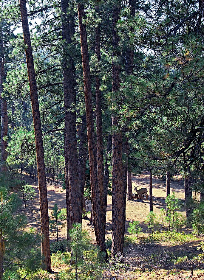 An older baby deer still suckles mother-Deschutes National Forest