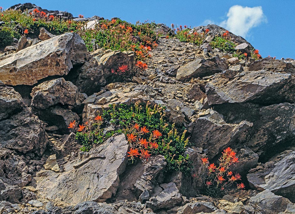 Scarlet Paintbrush (Indian Paintbrush)on Paulina Peak in Newberry National Volcanic Monument