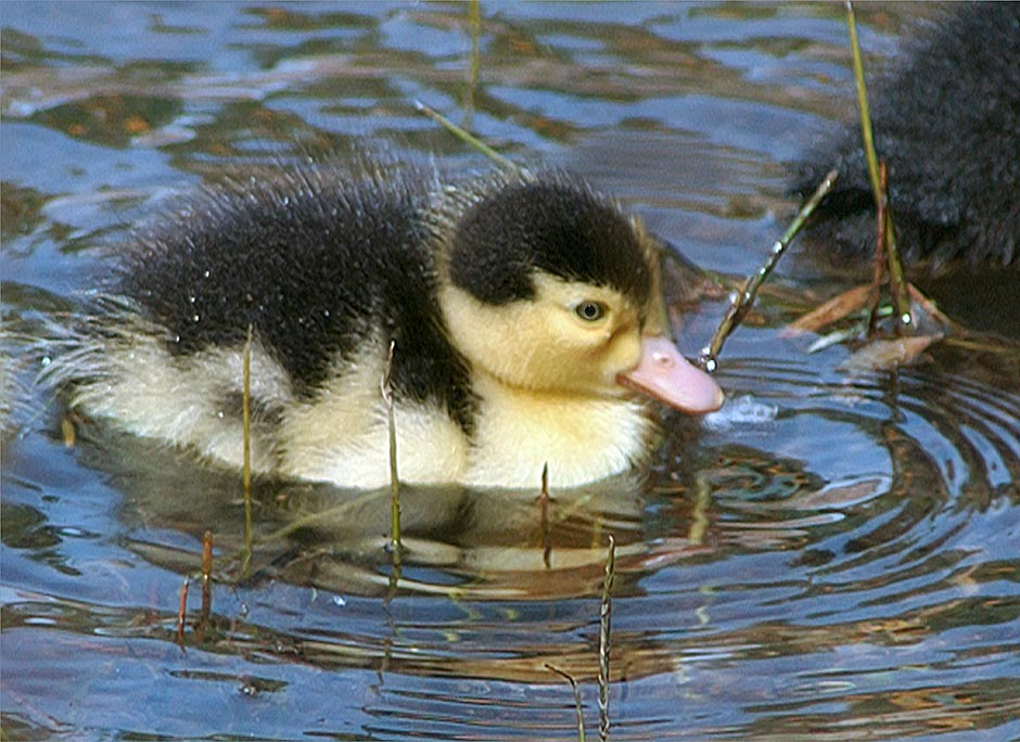 Birds of the Klamath Basin; Day old Muscovy Duck