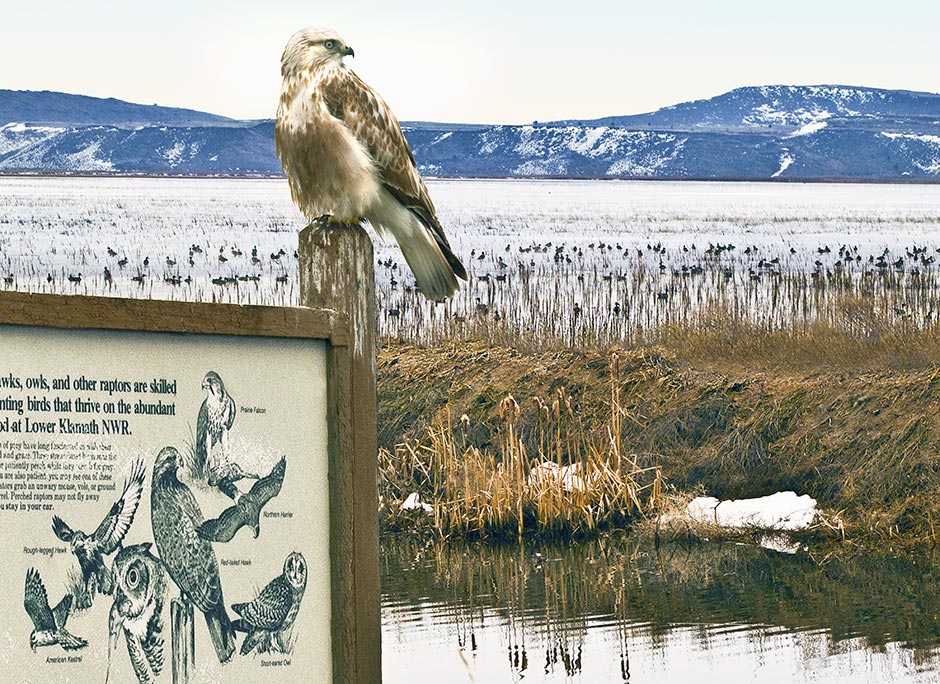 Birds of the Klamath Basin; Falcon the Hunter - Lower Klamath Lake
