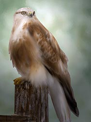 Canvas Painting - Falcon Portrait - Klamath Basin Birds