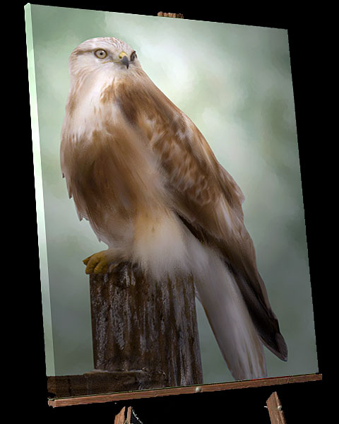 Stately Falcon Portrait from Oregon's Klamath Basin,wildlife picture