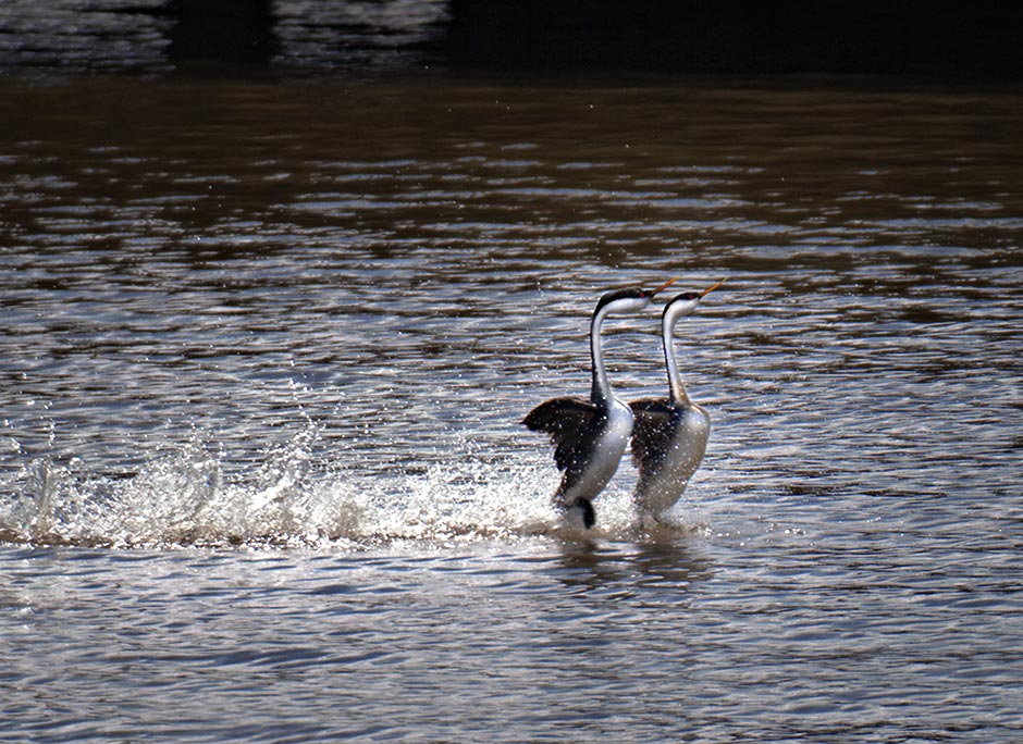 Grebes Dancing, a unique mating Ritual; Putnam's Point, Upper Klamath Lake