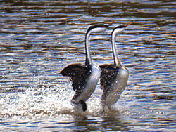 Closeup of 1188 Grebes Dancing - Putnam's Pt