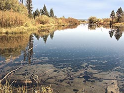 Upper Klamath Lake, Mare's Eggs are giant black algae balls lying on the bottom