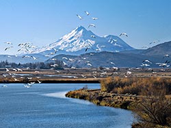 Mt Shasta, Snow Geese, Lake Ewauna, Klamath Falls