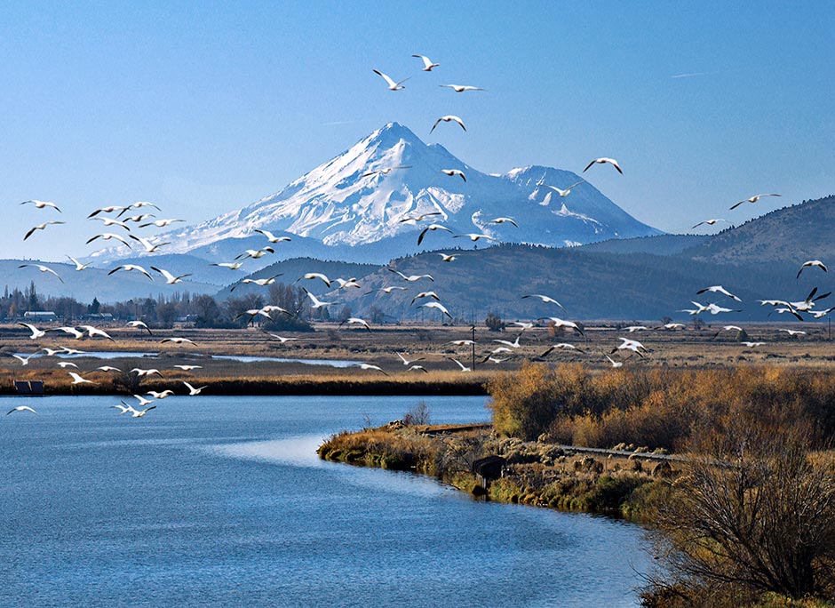 Klamath Basin Birds; Mt Shasta, Snow Geese, Lake Ewauna, Klamath Falls