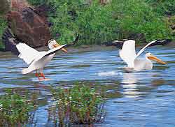 Painting on Canvas of American White Pelicans during mating