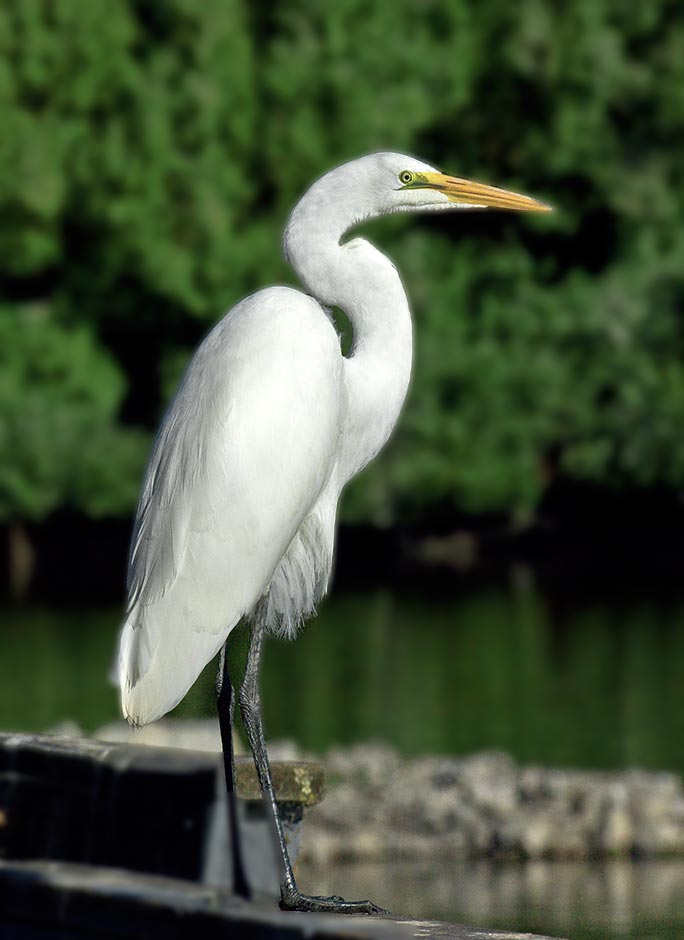 Birds of Klamath Basin; Oregon, Snowy Egret, Upper Klamath Lake