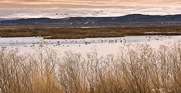 Tundra Swans on the Ice of Lower Klamath Lake