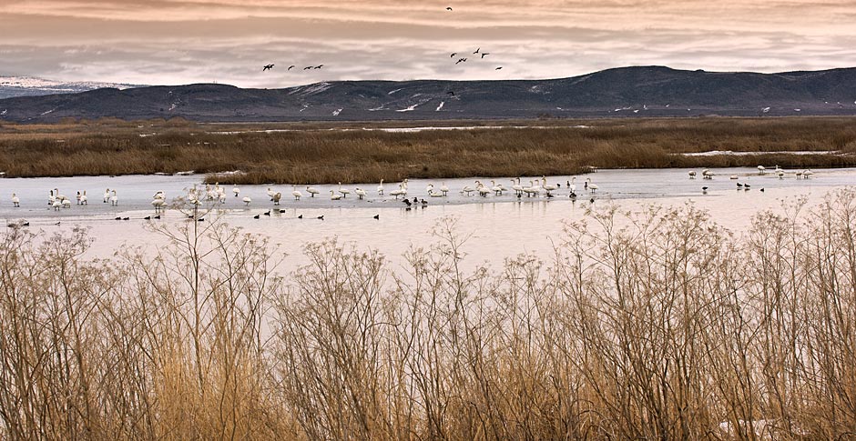 Tundra Swans on the Ice of Lower Klamath Lake