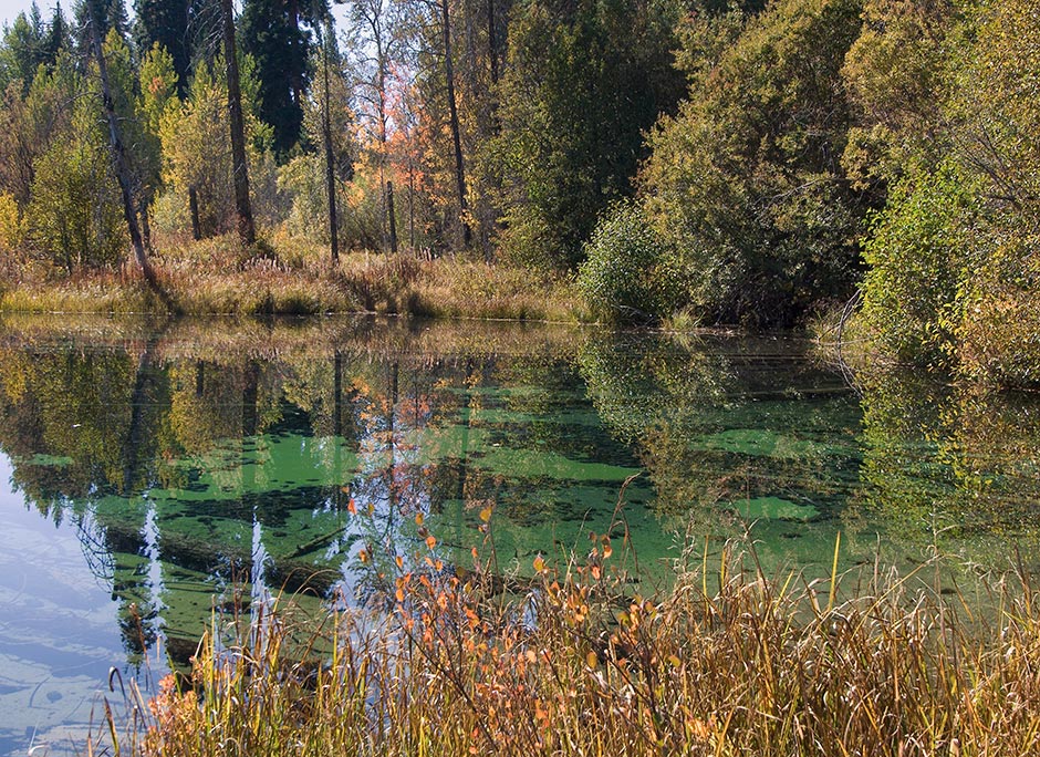 Mare's Eggs Spring; Upper Klamath Lake spawns algae balls in perfectly still green water