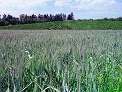 Salem Wheat Field - Oregon Agriculture