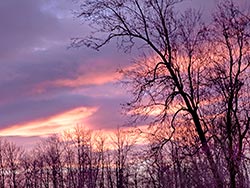 deciduous oak trees in Willamette Valley sunset