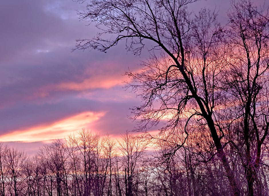 deciduous oak trees in Willamette Valley sunset - Silhouette 