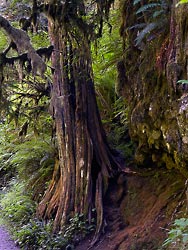 Weathered Tree Trunk - Upper North Falls of Silver Falls State Park