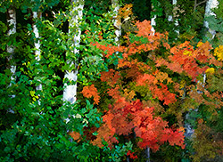 Alders and Vine Maple-McGuire Reservoir