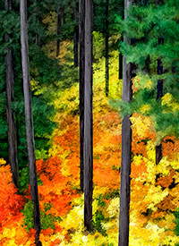 Vine Maple at the Aufderheide Scenic Byway - Oregon Cascades