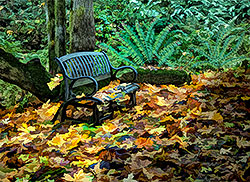 The Bench at our home... Brookforest Farm, Sherwood